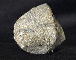 Paraspirifer bownockeri (STEWART 1927) - Bild &copy; FossNet FossilienStore